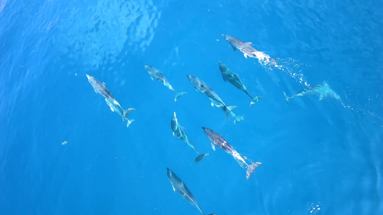 中国杯帆船赛全球征集鲸豚公益影像 | 携手“蓝丝带”邀你一起保护海洋哺乳动物